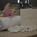 Radisson 5* Ларнака